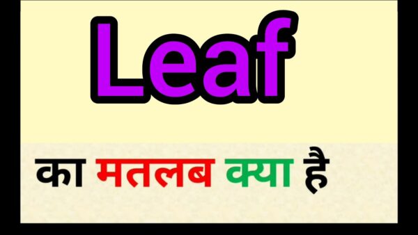 Leaf Meaning in Hindi – Leaf का हिन्दी में क्या मतलब है?