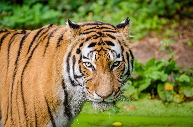 टाइगर (बाघ) से जुड़े रोचक तथ्य और जानकारी | Tiger Info in Hindi