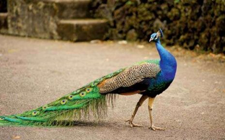 मोर से जुड़े 31 रोचक तथ्य, महत्वपूर्ण जानकारी | Peacock in hindi
