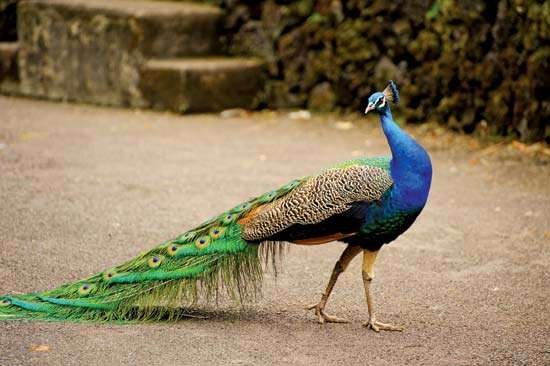 मोर से जुड़े 31 रोचक तथ्य, महत्वपूर्ण जानकारी | Peacock in hindi