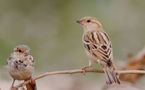 गौरैया चिड़िया महत्वपूर्ण जानकारी, रोचक तथ्य और विशेषताएं | Sparrow in Hindi