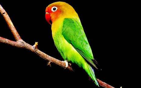 तोते के बारे में महत्वपूर्ण जानकारी और 11 रोचक तथ्य | Parrot in Hindi