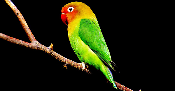 तोते के बारे में महत्वपूर्ण जानकारी और 11 रोचक तथ्य | Parrot in Hindi